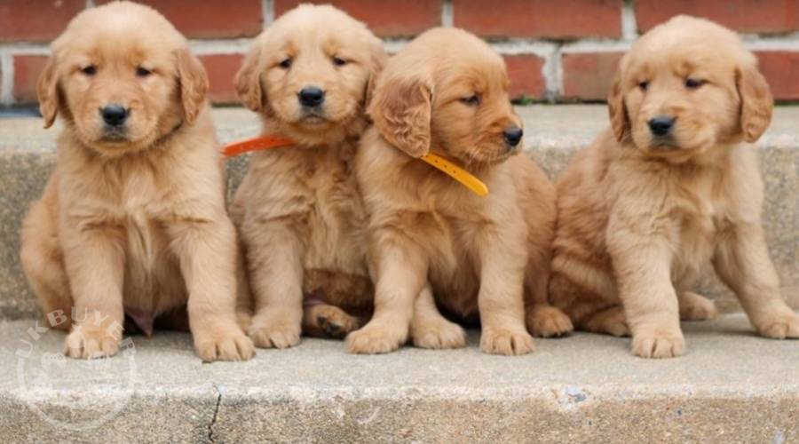 Adorable Golden Retriever Puppies for sale
