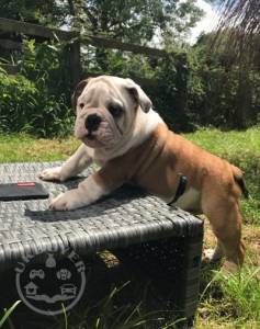 English Bulldog Pups k.c registered