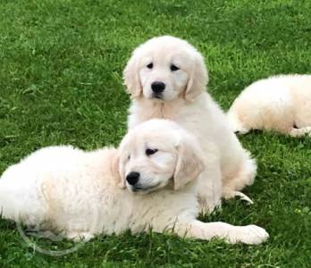 Golden retriever puppies males and females