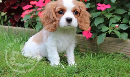  Beautiful Cavalier king charles  Puppies