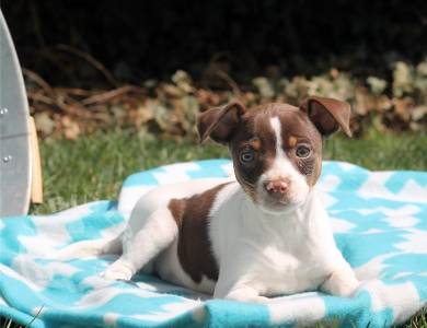 FOX TERRIER (SMOOTH) PUPPIES READY TO GO NOW