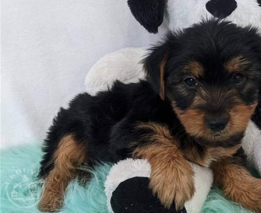 Purebred teacup Yorkie puppies available 