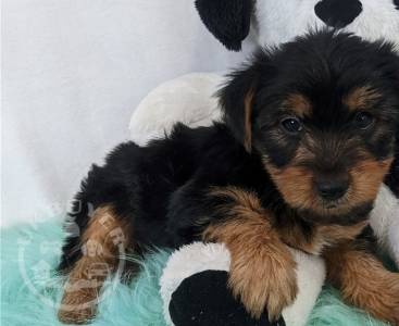 Purebred teacup Yorkie puppies available 