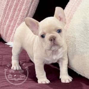 French Bulldog1