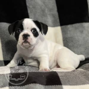 French Bulldog 3