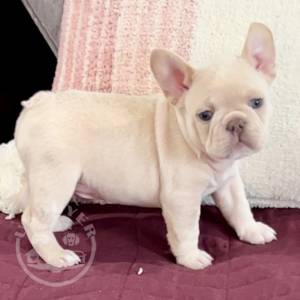 Registered French Bulldog Puppies.