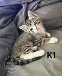 Cute Bengal kittens available for a new home.