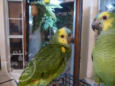 adorable Amazon parrots for sale