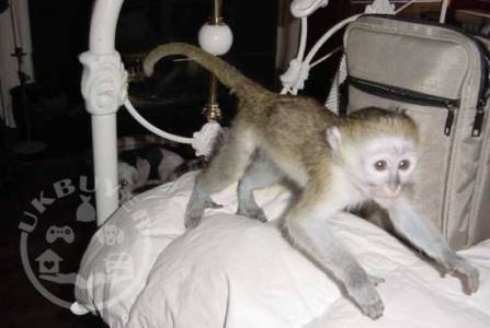 Top-quality baby capuchin monkeys