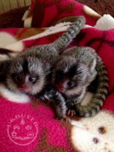 Marmosets Monkeys are Available Now