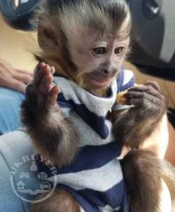 Beautiful Capuchin monkeys available for rehoming.