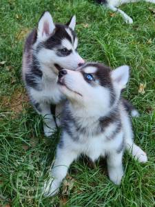 Perfect Home Raised Siberian Huskies Puppies For Sales 