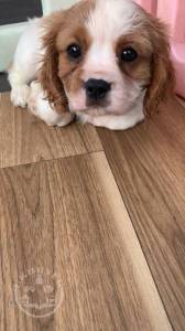 Amazing Cavalier king Charles puppies for sale