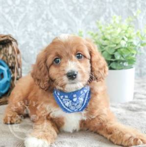 Gorgeous Pup* Playful cavapoo Mia