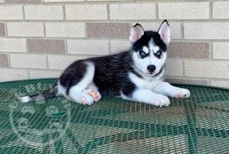 lovely husky puppies