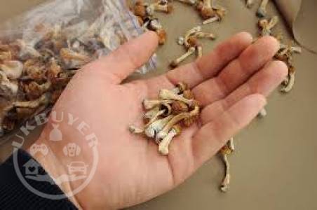   Buy Psilo Psilocybin Mushroom Gummies Online,Magic Mushrooms Edibles Online,Psilly Gummies For Sale