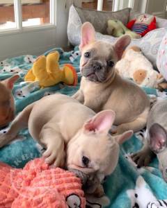 French Bulldog Puppies Miami_57175023_2263284727226823_4725830752813315610_n