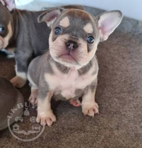 French Bulldog Puppies_189694125_4131414336921776_2860546682637617150_n