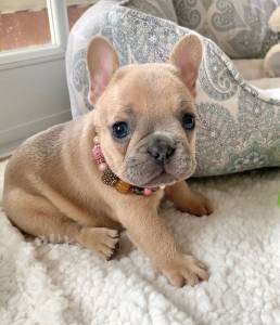 French Bulldog Puppies Miami_75566993_486240051968334_7024628650012133452_n