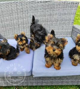 Beautiful Yorkie puppys for rehoming (angelaroberta331@gmail.com)