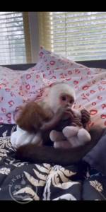 Home Raised Baby Capuchin Monkeys 