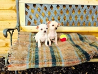 Pedigree Super Cute Teacup Chihuahua