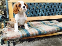 Pedigree Cavalier King Charles