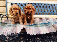 Pedigree Cocker Spaniel Pups