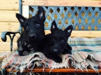 Scottish Highland Terrier Pups