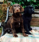 Black & Chocolate Labrador Puppies