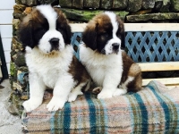 Pedigree Saint Bernards Pups