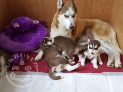 4-stunning-red-white-siberian-huskies-all-kc-59c4e8a785193