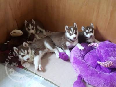 4-stunning-red-white-siberian-huskies-all-kc-59c4e92c0784e - Copy