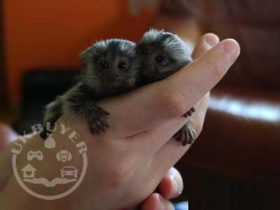 pygmy marmoset monkeys for sale